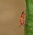 Green leaf and red Insect