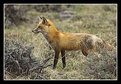 Picture Title - Red Fox