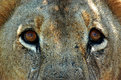 Picture Title - Savuti Lion