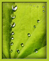 Picture Title - Perls