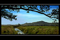 Picture Title - Across the fields to Glastonbury