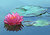 Another Pink Waterlily