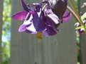 Picture Title - purple bell