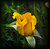 Yellow Rose Crying