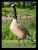 Branta canadensis