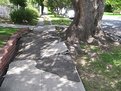 Picture Title - The Power of Roots