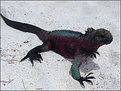 Picture Title - Sea & See Iguana