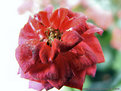 Picture Title - Mini rose
