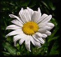 Picture Title - Wet Daisy