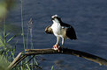 Picture Title - Osprey Dining