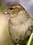 Sparrow Close-Up