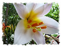 Picture Title - White lily