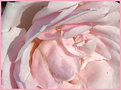 Picture Title - Rose petals