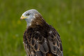 Picture Title - Red Kite 3