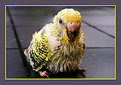 Picture Title - Baby-parakeet
