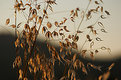 Picture Title - illuminated grasses