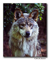 Picture Title - Mexican Wolf (A1043-5)