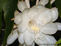 Picture Title - Dama da Noite (Cereus [23] )