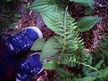 Picture Title - Feet and Ferns