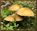 Picture Title - Magic Mushrooms.
