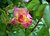 variegated rose