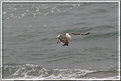Picture Title - Hovering Gull
