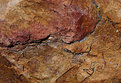 Picture Title - Rhyolite