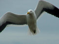 Picture Title - Hunting Gull