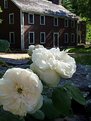 Picture Title - Canterbury Roses