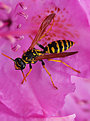 Picture Title - Yellow Jacket