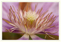 Picture Title - Clematis