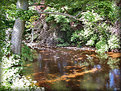 Picture Title - Reflections of the trees