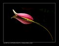 Picture Title - Lotus Petal