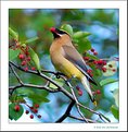 Picture Title - Cedar Waxwing