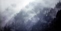 Picture Title - Mountain Mist