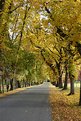 Picture Title - Autumn Road - Queenstown - New Zealand