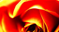 Picture Title - A rose on fire...