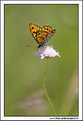 Picture Title - ::MARIPOSA::