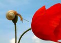 Picture Title - Bradybaena fruticum & Papaver rhoeas