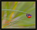 Picture Title - Upside Down Lady