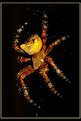 Picture Title - The Orb Weaver (2)