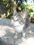 puzzled cat