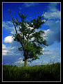 Picture Title - Just a lonely tree...