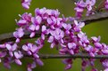 Picture Title - redbud 2