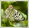 Picture Title - Butterfly on Steroids