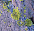 Picture Title - Lichen