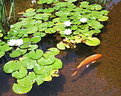 Picture Title - goldfish 