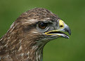 Picture Title - Bird of prey