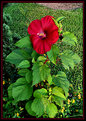 Picture Title - Hibiscus 'Moy Grande' 