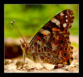 Picture Title - Painted lady II